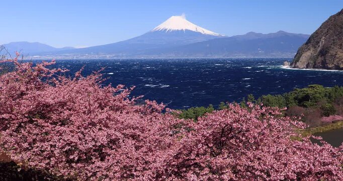西伊豆から河津桜と富士山