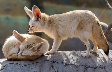 Fototapeta premium A pair of fennec foxes are happily enjoying the afternoon sun, one sleeping while the other quietly keeps company.