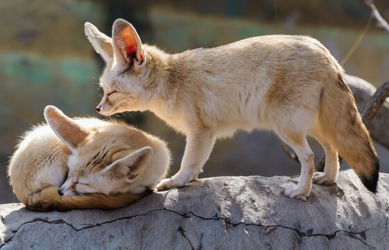 A pair of fennec foxes are happily enjoying the afternoon sun, one sleeping while the other quietly keeps company.