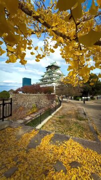 Osaka Castle framed by vibrant yellow ginkgo leaves during autumn season in Osaka Japan