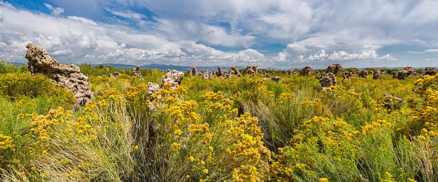 Wildflowers in Mono Lake
