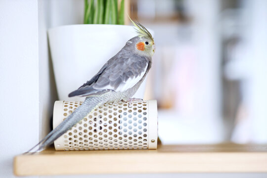 Female Cinnamon Cockatiel, a Pet Parrot Perched Indoors
