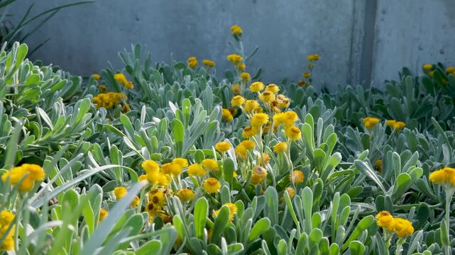 Yellow common everlasting flowers (Chrysocephalum apiculatum) blooming against a concrete wall. Native Australian flora, drought-tolerant landscaping, and urban garden design concepts.