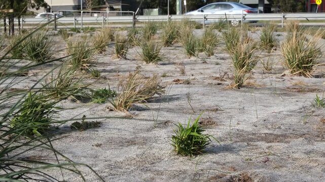 Grasses planted through jute matting on a roadside retention basin on roadside green verge in Melbourne Australia. Urban design, soil erosion control, and civil revegetation concepts.