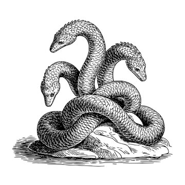 Mythical three headed serpent hydra monster resting on a rock in vintage engraving style