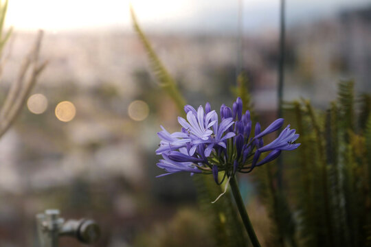 Flor morada solitaria
