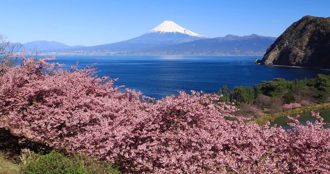 西伊豆から河津桜と富士山
