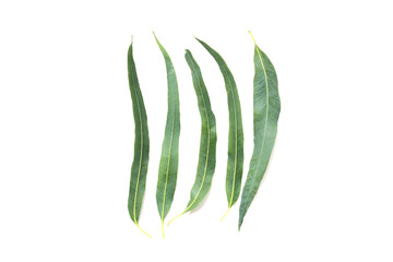 Fresh eucalyptus leaves isolated on white background © Bowonpat