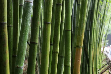 Fototapete Badezimmer Green bamboo forest at Chengdu Research Base of Giant Panda Breeding  © Bowonpat