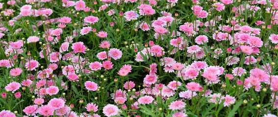 Obraz premium Pink chrysanthemum flowers, marginated daisy flowers.