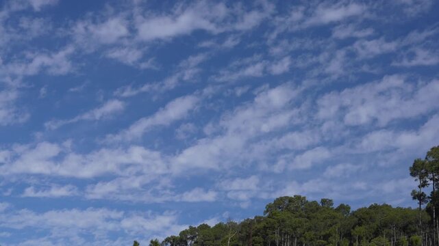 Broken White Cloud Bands Over Pine-Covered Himalayan Ridge Under Deep Blue Sky