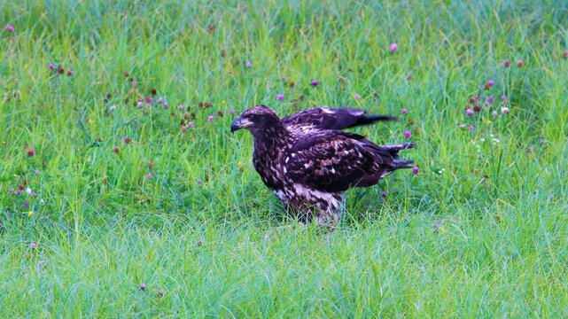 Juvenile bald eagle defecating in tall grass