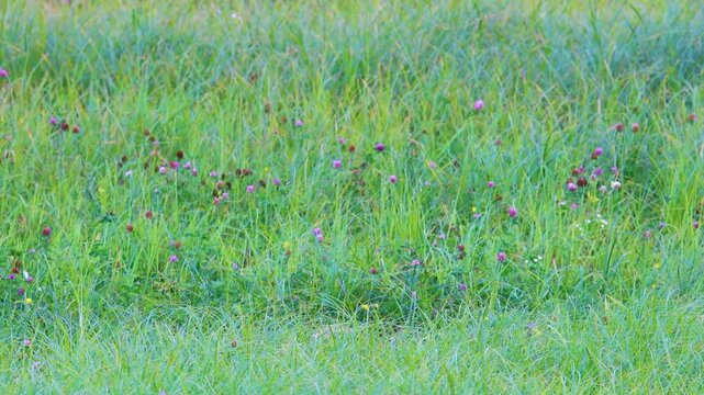 Juvenile bald eagle taking off from tall gras