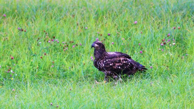 Juvenile bald eagle eating prey and lifting bone from grass