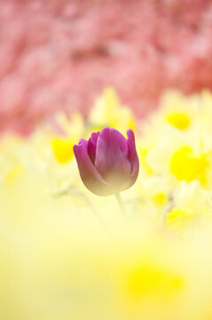 Purple tulip bub