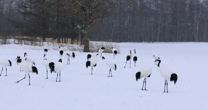 タンチョウ