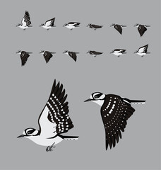 Naklejka premium Downy Woodpecker Flying Animation Sequence Cartoon Vector