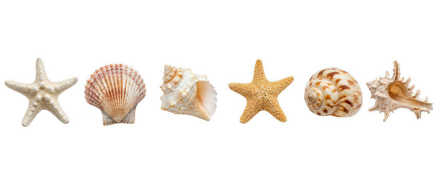 Set of natural sea shells and starfish including scallop, conch, spiral, and spiny shells, concept of beach vacation and marine beachcombing isolated on transparent background.