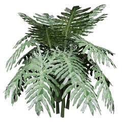 Split Leaf Philodendron Isolated PNG, Dense Tropical Foliage Shrub, Transparent Background © An