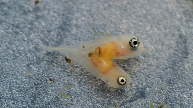 Genetic mutation of two-headed tilapia fish fry with transparent body and visible eyes in lab study.