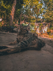 kucing santai © BIRU