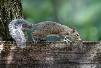 squirrel in the park © Hendrys