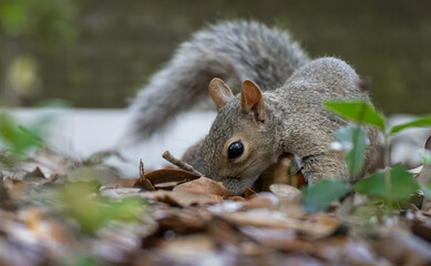 squirrel in the park © Hendrys