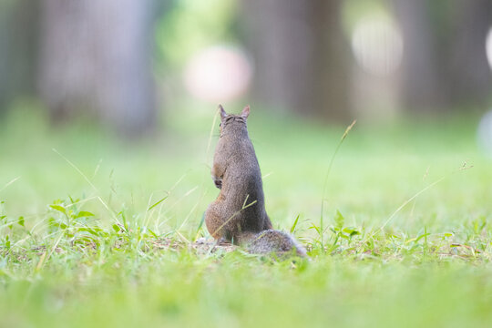 squirrel on the grass