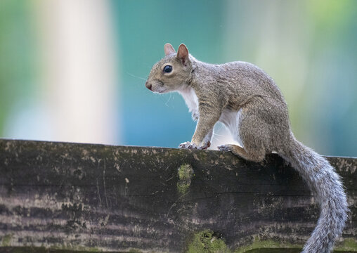 squirrel in the park