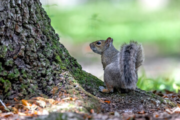 squirrel in the park © Hendrys