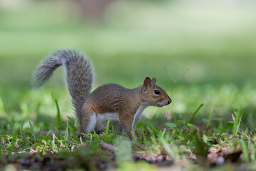 squirrel in the park © Hendrys