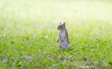 squirrel in the grass © Hendrys