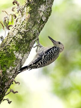 bird on a tree