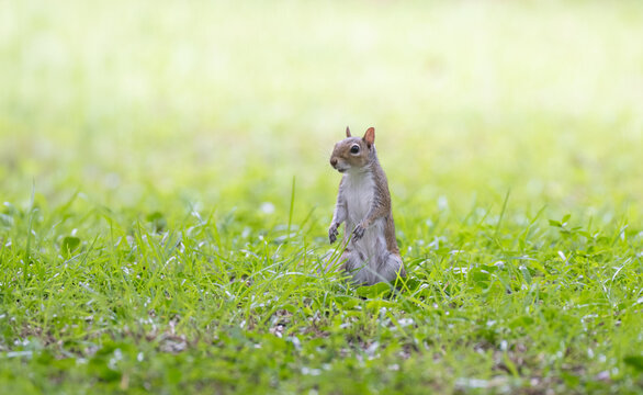 squirrel in the grass