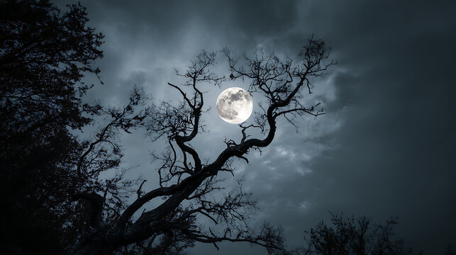 full moon in the night