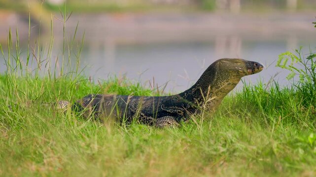 Asian water monitor lizard resting near a pond surrounded by grass, showcasing wildlife and freshwater ecosystem in Thailand