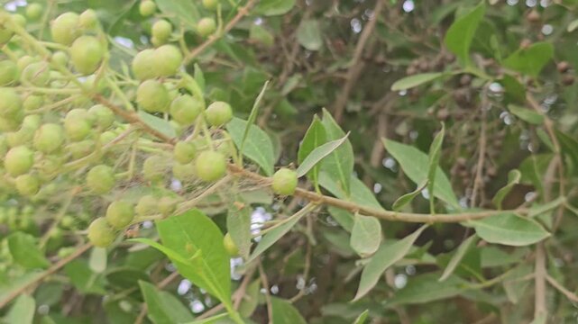 Green henna plant with fresh berries and leaves, Lawsonia inermis shrub in natural sunlight, organic botanical garden background