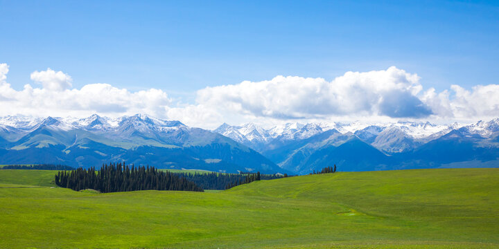 Panoramic Summer Landscape of Kalajun Grassland with Snow-Capped Tianshan Mountains, Xinjiang, 2022 