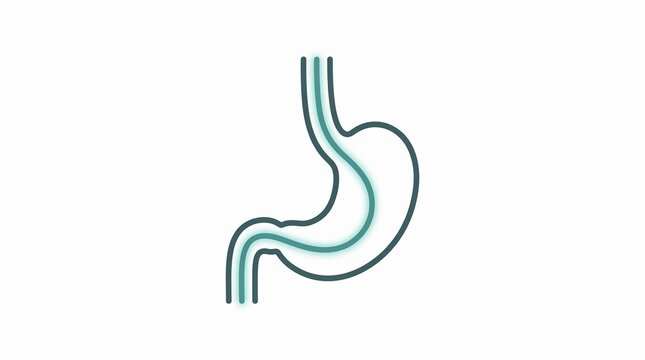 Human stomach line icon with internal digestive path or endoscopy tube for medical and health design