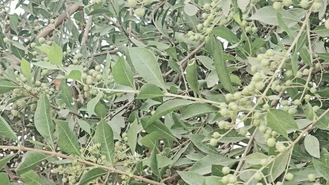 Lush green Henna tree branches with small round fruits, dense foliage of a tropical fruit tree, organic nature background for environmental videos