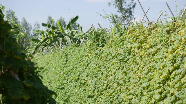 Rows of climbing crops on trellises growing in a field with bamboo stakes, banana trees and open sky. Land optimization.