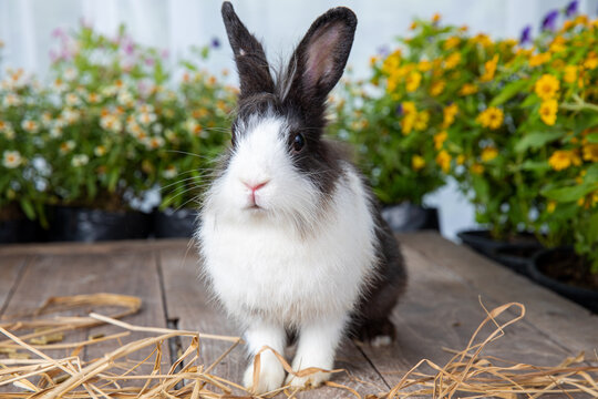 Healthy lovely bunny easter rabbit on green garden with beautiful flowers nature background on summer day. Cute fluffy rabbit sniffing with basket of corn and carrots. Symbol of easter day.