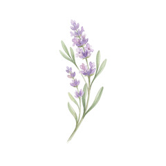 Obraz premium Blooming purple lavender flower stem watercolor illustration