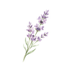 Obraz premium Purple lavender branch with flower buds watercolor illustration
