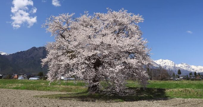 須沼の一本桜と北アルプス