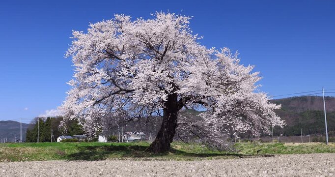 須沼の一本桜
