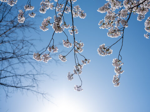 branch of cherry tree