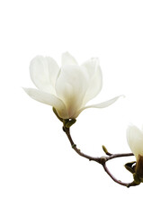 Obraz premium white elegant magnolia flowers isolated on transparent background.