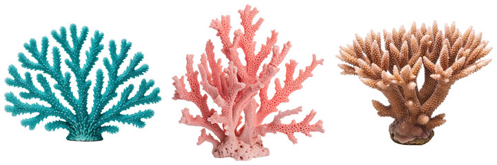 Three different types of coral isolated on a white background © Vu