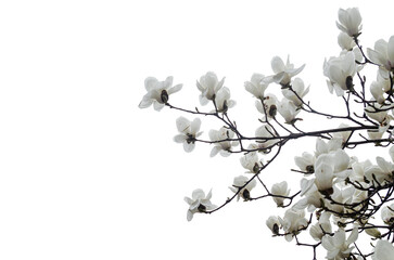 white elegant magnolia flowers isolate on transparent background. © piti